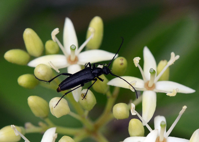 Cerambycidae Stenurella nigra ?